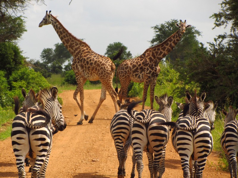 Safari en Tanzanie en famille