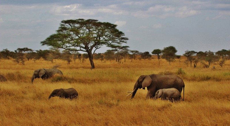 Safari en Tanzanie en famille