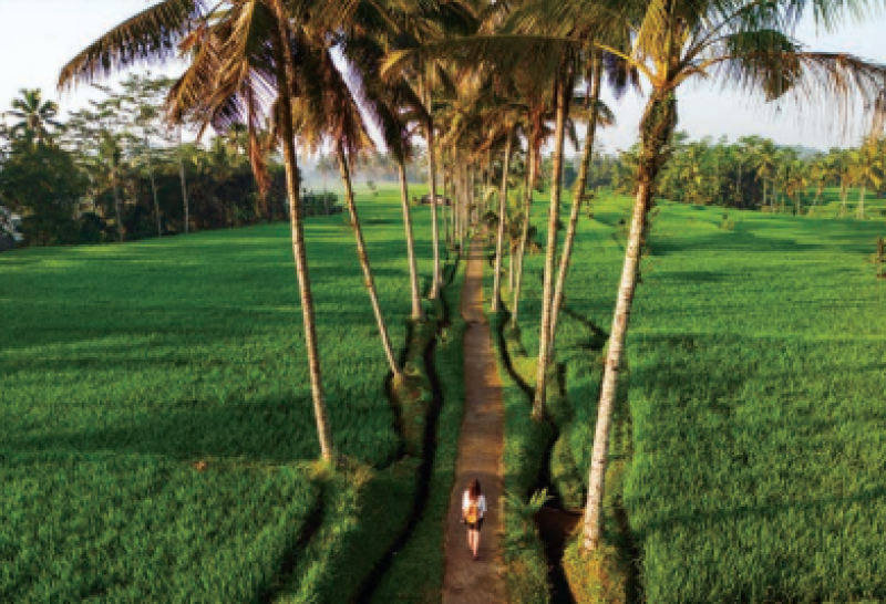 ENVIES BUISSONNIÈRES